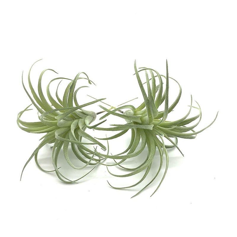 EBUYOM 2 PCS Artificial Succulents Plants Unpotted Fake Flocking Tillandsia Air Plants Succulent Bromeliads Bouquet Arrangements Faux Plants DIY for Garden Terrarium Decor Home Decoration Green - Image 1